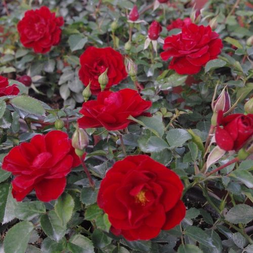 Sötét piros - Csokros virágú - magastörzsű rózsafa- bokros koronaforma